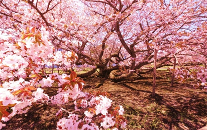 8 địa điểm ngắm hoa anh đào nổi tiếng tại Hokkaido Nhật Bản